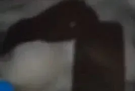 Bakkhali housewife ka secret xxx moment pussy play Sex Video